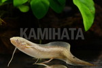 プロトプテルス アンフィビウス