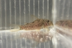 CORY.SP.CW133