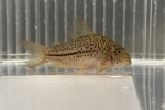 CORY. SP.ジャンクションラインガラナ
