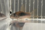 CORY.ロングフィン アエネウス 東南