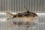 CORY.カルラエ 東南