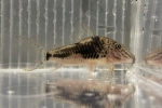 CORY.サラレエンシス