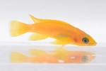 ȵ ڳ߰ UVIRA ORANGE