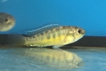 ߼ϳٰް SP.RUAHA