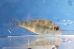 �޵̧��޽ SP.���� SM