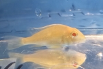 �޵SP. گ��ͯ����߼ޮ� �����