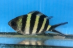 ���N�Z���X�Y���_�C