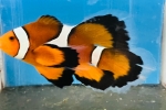 ݸ̨ٸ׸׳ ذ