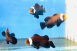 ɵؽ ذ