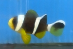 u[XgCvAll@
