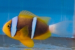 u[XgCvAll@