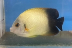 ibR