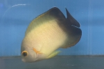 ｴｲﾌﾞﾙｽﾞﾋﾟｸﾞﾐｰｴﾝｾﾞﾙ ﾊﾞﾝﾄﾞ薄