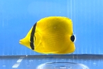 `E`EEI