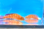 گ��̨��ׯ���׽ �߱