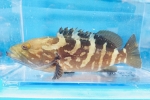 NG
