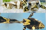 ｼﾞｬｲｱﾝﾄｸﾞﾙｰﾊﾟｰ(ﾀﾏｶｲ) 歪有