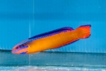 ȵèޯ ټp