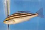 �C�T�L