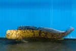 コトジハナカエルウオ　セブ