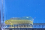 クモギンポ
