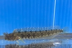 コケギンポ