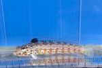 ʰڸ�ݻ����߰�(MACULATA)