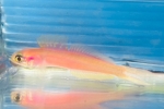 JOqn[(ݸްĺް)