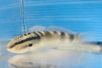 フレックルドゴビー　セブ
