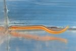 �޲�޲����׽��(��ݼ�ײ�ܰ�)