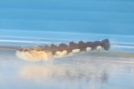 rAfbhSr[ ϲ