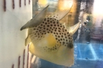 ブルースポッテッドトリガー