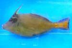 װ޽ڻްެ ؽ