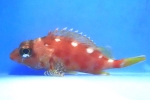アヤメカサゴ