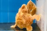 イロカエルアンコウ 小豆色