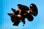 ضٱݺ +ΊDװ