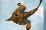 uWAobg