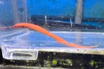 ϯް߲ 