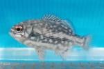 eWNCTL