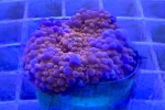 ������ި������ ��ݼ޸�ذ�