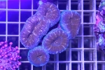 マルハナガタサンゴ オレンジ