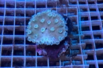 スリバチサンゴ グリーン