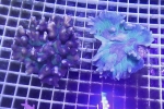 スジウミバラの仲間 ツートン