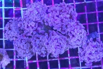 ŶŻݺ -
