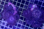 �ި������ ����ײ 5-8PCS