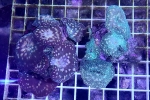 �ި������ ��ذ� ��۰��߯�3-4PCS