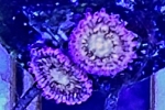 ҽ 'ALIEN EXPLOSION'