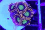 ҽ 'MANDARIN ORANGE'