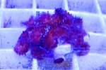ҽ 'RED DEATH'
