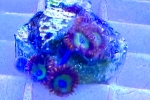 ҽ 'FRUIT LOOPS'